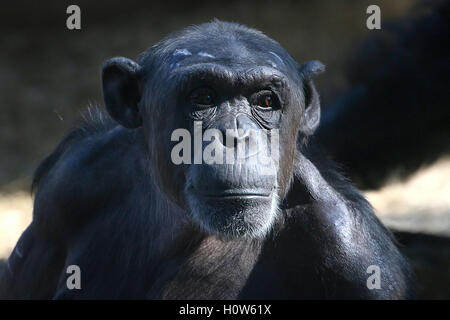 Gemeinsame Schimpanse (Pan Troglodytes) Porträt Stockfoto