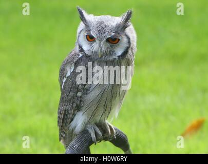 Afrikanische Norden weiße konfrontiert Eule (Ptilopsis Leucotis, Otus Leucotis) im Oliemeulen Zoo, Tilburg, Niederlande Stockfoto