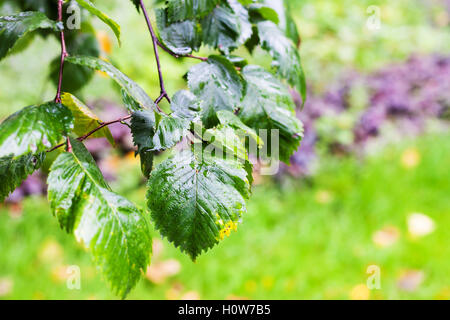 nasses Laub der Ulme im Stadtpark in regnerischen Herbsttag Stockfoto
