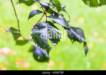 Regentropfen auf grünen Blättern der Ulme in Herbsttag Stockfoto