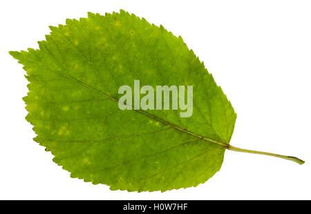 grünes Blatt von Ash – blättrige Ahorn (Acer Negundo, Box elder, Boxelder Ahornholz, Asche – blättrige Ahorn, Ahorn, Esche) isoliert auf weißem bac Stockfoto