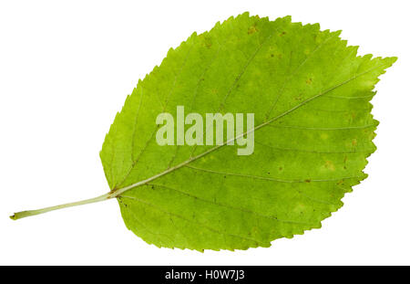 Rückseite des grünes Blatt von Ash – blättrige Ahorn (Acer Negundo, Box elder, Boxelder Ahornholz, Asche – blättrige Ahorn, Ahorn, Esche) isoliert Stockfoto