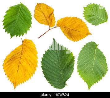 Set aus gelben und grünen Blätter der Ulme isoliert auf weißem Hintergrund Stockfoto