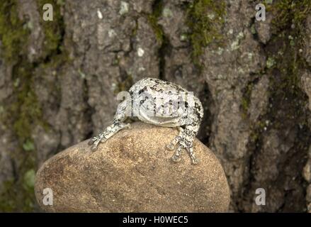 Lächelnd bewältigt graue Laubfrosch auf einem Felsen Stockfoto