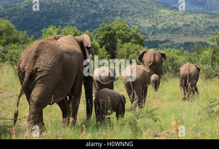 Gruppe von Elefanten Spaziergang ab in Pilanesberg Reserve in Südafrika Stockfoto