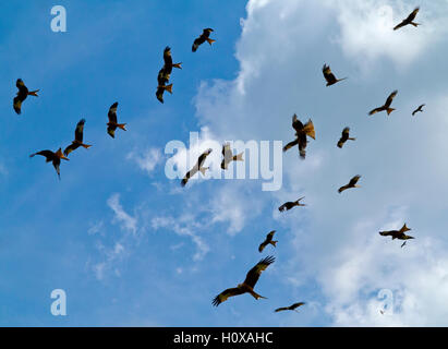 Rote Drachen Milvus Milvus fliegen in den Himmel über Gigrin Farm Red Kite Fütterung Centre in der Nähe von Rhayader in Powys, Wales UK Stockfoto