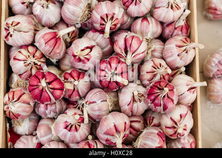 Roter Knoblauch Zwiebeln zum Verkauf, Palermo, Sizilien Stockfoto