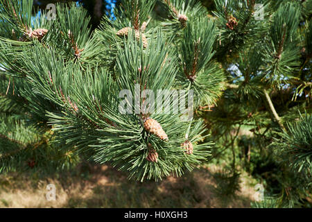 Kiefer (Pinus Sylvestris) Baum mit Tannenzapfen, UK. Stockfoto