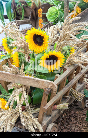 Leiterwagen mit Weizen und Sonnenblumen im Herbst Harrogate Blumenausstellung ausgestellt. Harrogate North Yorkshire, England Stockfoto