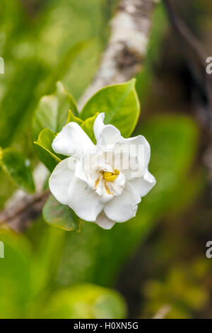 Nationale Blume von Kuba - La Mariposa (Schmetterling Jasmin) Stockfoto