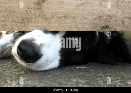 Border Collie spähen durch Zaun, Schottland, Vereinigtes Königreich. Stockfoto