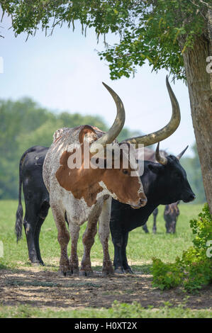 Watusi Bull Kuh, bedeckt in fliegen, stehen unter Baum auf der Weide Stockfoto