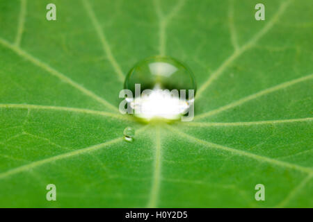 Lotus-Effekt mit perlenden Wasser sinkt auf Oberfläche Stockfoto