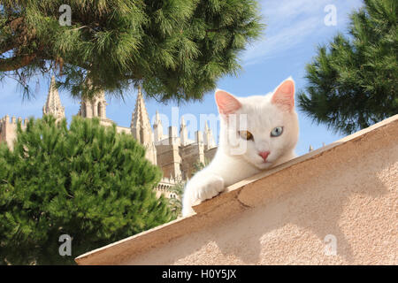 Hauskatze, white, odd Eyed, über den Rand des Daches suchen, im Hintergrund die Kathedrale La Seu in Palma de Mallorca Stockfoto