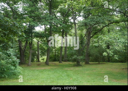 Grove of Trees in Beaver Brook Reservation Stockfoto