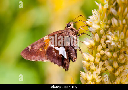 Silber getupft Skipper bestäuben eine Blume. Stockfoto