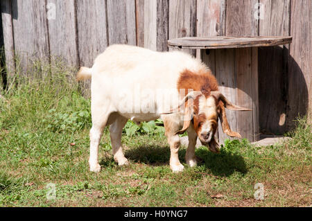 Eine männliche Boer Ziege in einer Scheune Hof. Stockfoto