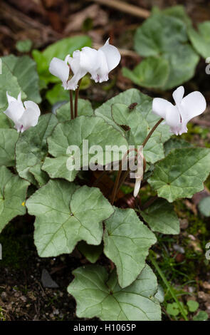 Weiße Blumen und silbrigen Laub der ausgewählten Form der Alpenveilchen, Cyclamen Hederifolium 'White Cloud' Stockfoto