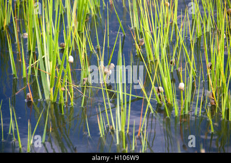 Aquatische Vegetation Stiele der Küstenfischerei Wohnungen aus unberührten Intercoastal Waterway Floridas ist oft mit Schnecken bedeckt. Stockfoto