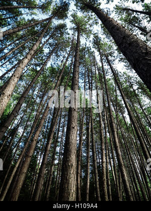 Künstlerische abstraktes Bild von hohen Pinienwald, Muskoka, Ontario, Kanada Stockfoto