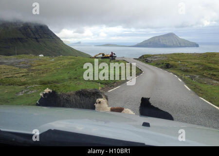 Schafe vor ein Auto auf den Färöer Inseln Stockfoto