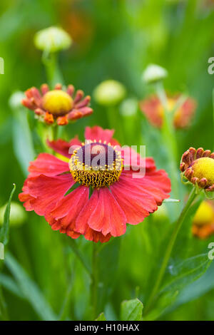 Helenium 'Moerheim Beauty'. Sneezeweed Blume wächst in einer krautigen Grenze. Stockfoto