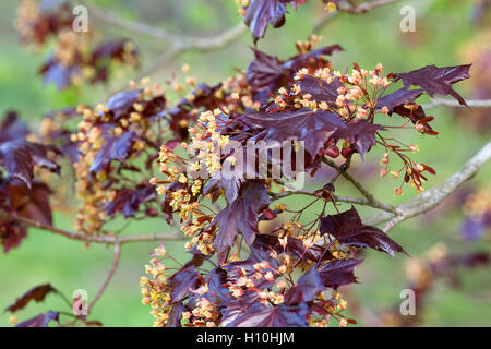 Acer Platanoides 'Goldsworth Purple' in Blüte. Stockfoto