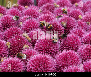 Schuss von Allium Globemaster mit lila Ball Blumen, genommen an Tatton Park RHS Flower Show, Cheshire hautnah. Sie wurden mit Bienen auf Nahrungssuche bedeckt. Stockfoto