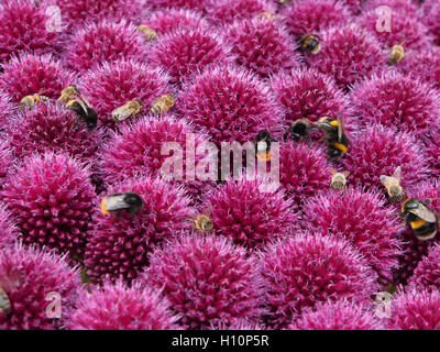Schuss von Allium Globemaster mit lila Ball Blumen, genommen an Tatton Park RHS Flower Show, Cheshire hautnah. Sie wurden mit Bienen auf Nahrungssuche bedeckt. Stockfoto