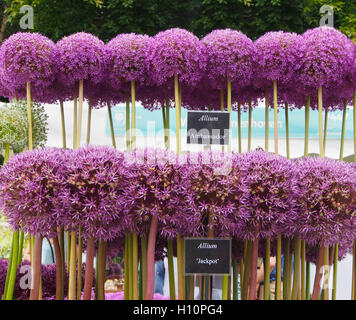 Eine Reihe von Allium Jackpot mit einer Reihe von Allium Botschafter oben, in voller Blüte und mit Etiketten an Tatton Park Flower Show, Cheshire, im Jahr 2016. Stockfoto