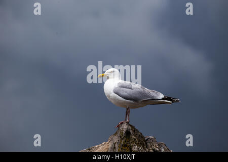 Seagull suchen herrisch, während auf einem Felsen thront. Stockfoto