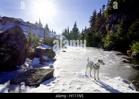 Jack Russell Hund ruht auf einem gefrorenen Bach während einer Winterwanderung, Mount Seymour, British Columbia, Kanada als die Sonnenuntergänge mit Sky Stockfoto