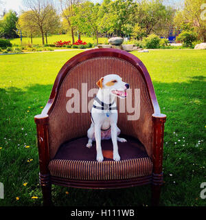 Mac-Buchse sitzt in seinem Thron in die Leine Hund Fläche in Krabbe Park, Vancouver, BC Stockfoto