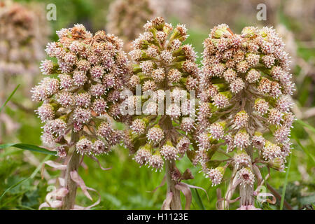 Pestwurz (Petasites Hybridus) Blumen wachsen entlang einem Gebirgsbach in Derbyshire, England, UK Stockfoto