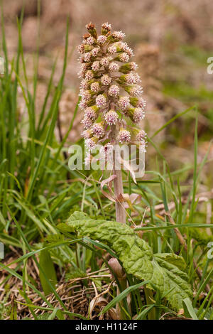 Pestwurz (Petasites Hybridus) Blumen wachsen entlang einem Gebirgsbach in Derbyshire, England, UK Stockfoto