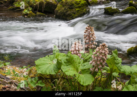 Pestwurz (Petasites Hybridus) Blumen wachsen entlang einem Gebirgsbach in Derbyshire, England, UK Stockfoto