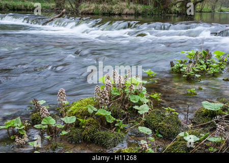 Pestwurz (Petasites Hybridus) Blumen wachsen entlang einem Gebirgsbach in Derbyshire, England, UK Stockfoto