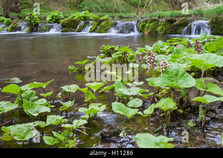 Pestwurz (Petasites Hybridus) Blumen wachsen entlang einem Gebirgsbach in Derbyshire, England, UK Stockfoto