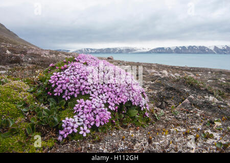 Moss Campion Blume (Silene Acaulis) wächst auf Tundra in Spitzbergen, Arktis Stockfoto