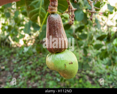 Cashew-Nuss, Obstbau (Anacardium Occidentale) im Wald, Brasilien, Südamerika Stockfoto