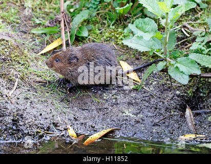 Wate Wühlmaus Arvicola amphibisch) Stockfoto