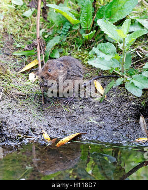 Schermaus (Arvicola amphibischen), aufgenommen in freier Wildbahn in Nottinghamshire, Stockfoto