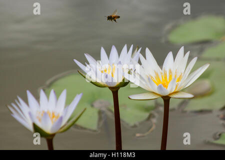 Eine Biene fliegt über Seerosen Stockfoto