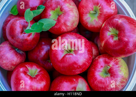 Ein Korb mit frisch gepflückten Honig knackige Äpfel. Stockfoto