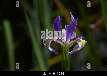 Die schöne blaue Flagge Iris durchbricht Hintergrund Grüns und braun von Feuchtgebieten und sumpfigen Gebieten Floridas mit brillant violett. Stockfoto