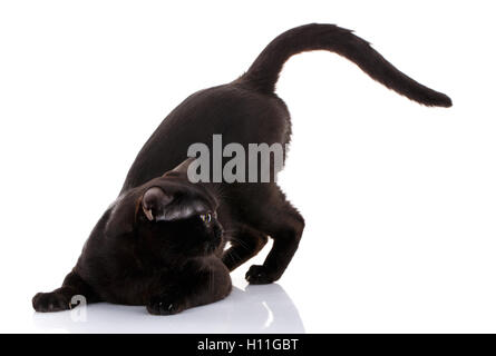 schwarze Katze mit leuchtend gelben Augen auf einem weißen Hintergrund saß in den Vorderpfoten. Vorbereitung zum Angriff. Stockfoto