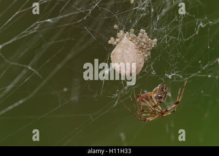 Spinne im Spinnennetz mit Eiern und Baby Spinnen Coming-out vor einem verschwommenen Hintergrund grün Stockfoto