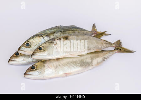 Indische Makrele Frischfisch auf weißem Hintergrund Stockfoto
