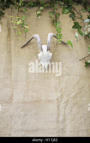 Ziege Schädel mit Hörnern vor Gebäude Stockfoto