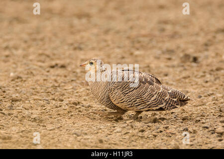 Malte Sandgrouse (Pterocles Indicus) weibliche in Kutch, Gujarat, Indien Stockfoto